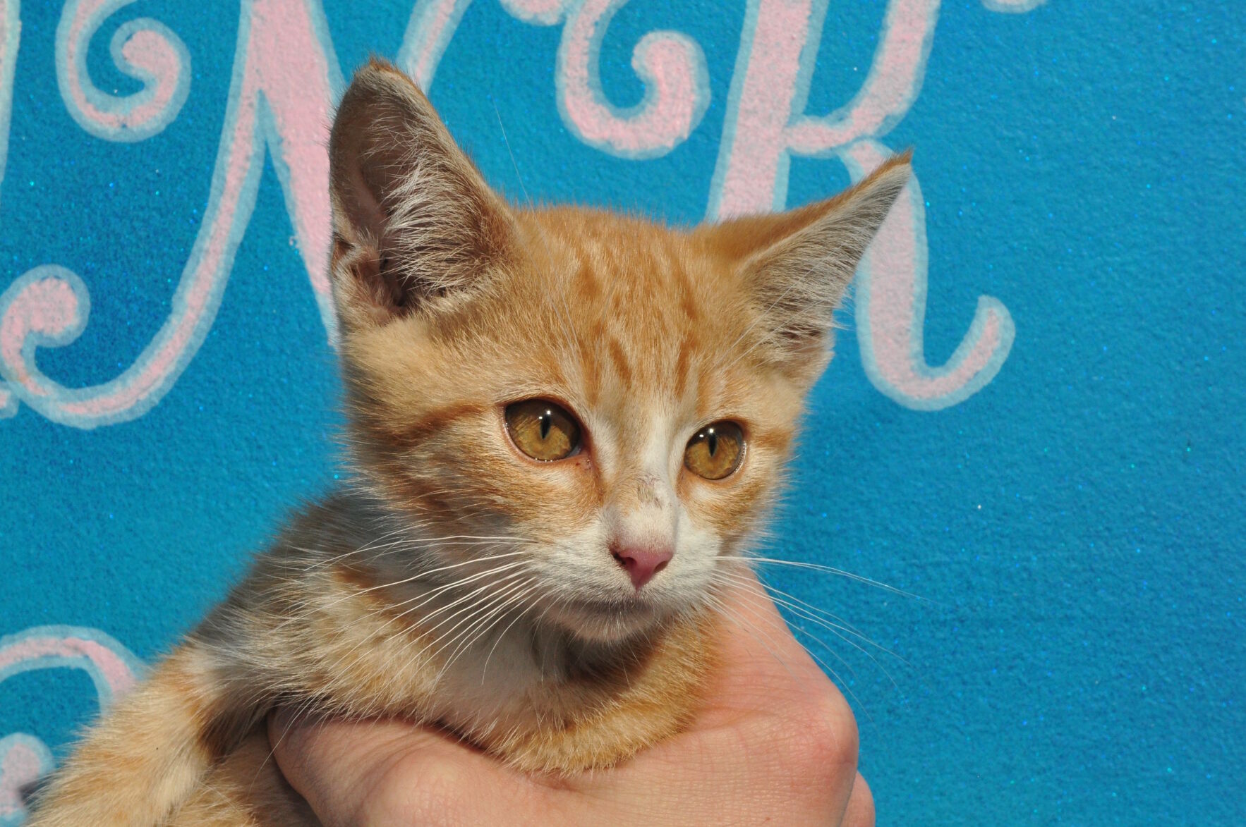 Adopt-a-pet: Nov. 22